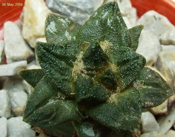 Ariocarpus _scaphirostris _05